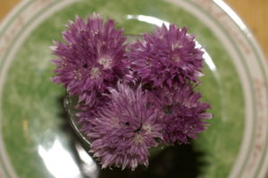 Schnittlauchblüte